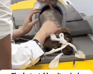 T2105013 Rescue dog part2