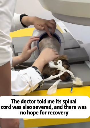 T2105013 Rescue dog part2