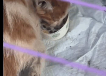 T2305006 Tiny paws, big heart part2