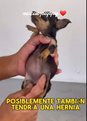 T0406022 Rescue of a small dog abandoned in the middle of the rain part2