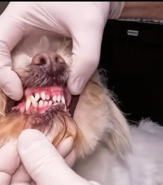 T0406072 Rescue baby dog fyp rescue animal rescueanimal dog rescuedog part2