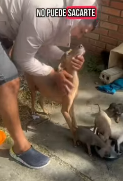 T1505003 Tiny paws, big heart part2