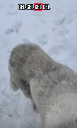 T1705001 Rescue of a family of dogs abandoned in the snow part2