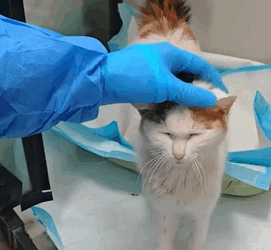 T1605019 Love really can snatch you back from the grasp of death part2