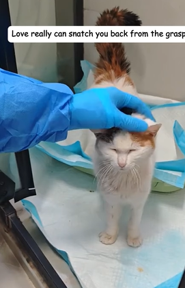 T1605019 Love really can snatch you back from the grasp of death part2