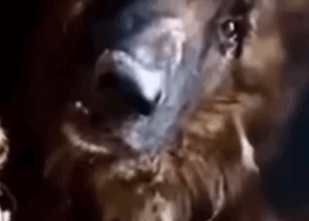 D1705004 Abandoned and Alone part 2