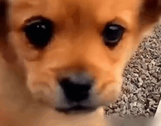 T1905006 We Found Dog Lost on the Train Tracks part2