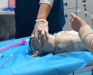 T2105014 Rescue dog part2