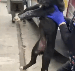 T2305004 Rescue of two little dogs abandoned in the middle of the road part2