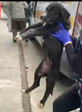 T2305004 Rescue of two little dogs abandoned in the middle of the road part2