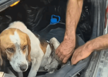 T0406047 Rescue of an abandoned dog in ravine with broken leg part2