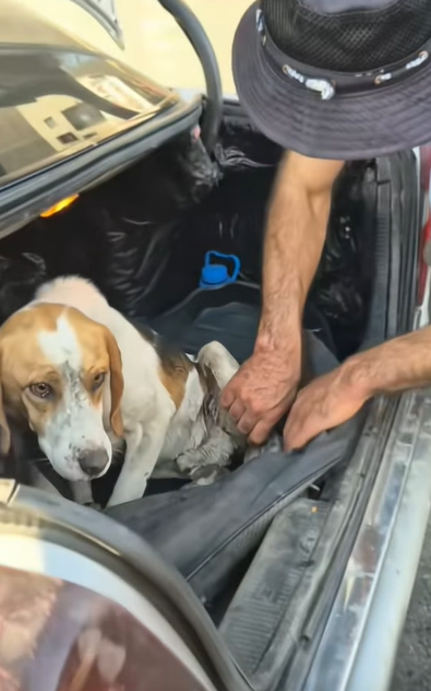 T0406047 Rescue of an abandoned dog in ravine with broken leg part2