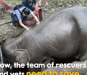 T0406059 Mama elephant falls into drain trying to protect her baby part2