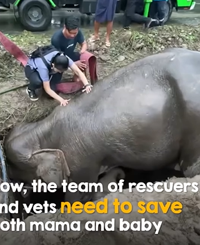 T0406059 Mama elephant falls into drain trying to protect her baby part2