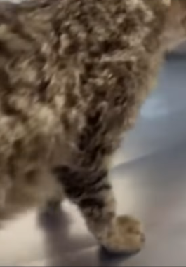 T1705011 Rescue of a little kitten abandoned in the middle of the street part2