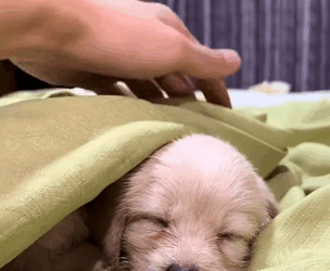 T1605036 On my way to work, I encountered a stray puppy part2