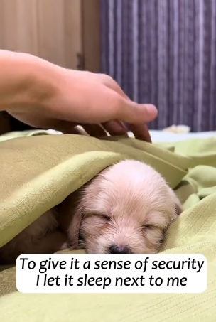 T1605036 On my way to work, I encountered a stray puppy part2