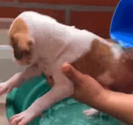 T1505005 Rescue of a small dog abandoned in the garbage part2