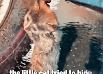 D1705016 Alone in the Rain Cat Rescue Beside Car Tire part2