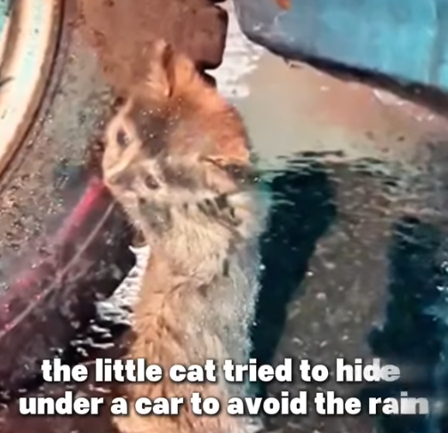 D1705016 Alone in the Rain Cat Rescue Beside Car Tire part2