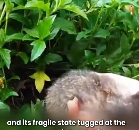 T1905005 We Found an Abandoned Cat And Gave Her Second Chance part2