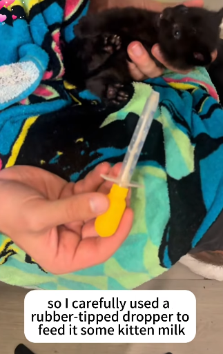 T2105018 Rescue cat part2