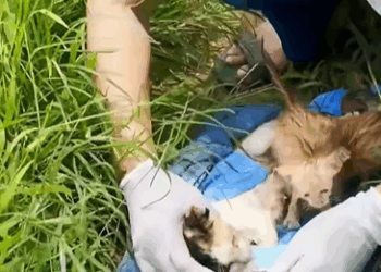 T0406067 Rescue baby cat fyp animal rescue rescueanimal cat rescuecat part2