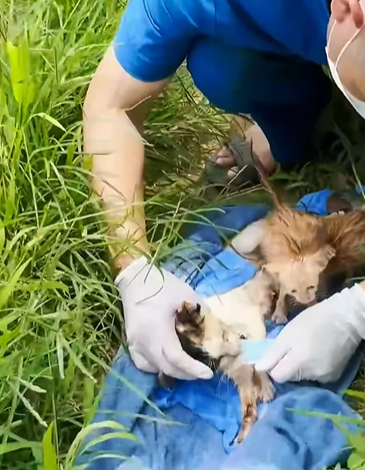 T0406067 Rescue baby cat fyp animal rescue rescueanimal cat rescuecat part2