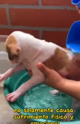 T1505005 Rescue of a small dog abandoned in the garbage part2