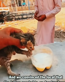 T1705017 Rescue of a little abandoned kitten with an eye problem part2