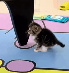 T1605022 After I rescued a cat that was covered in glue and abandoned part2