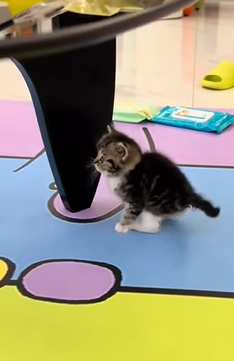 T1605022 After I rescued a cat that was covered in glue and abandoned part2