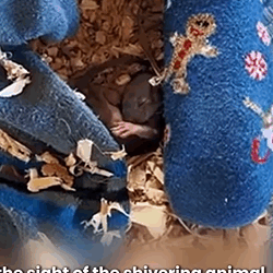 D1705006 Little Weasel Big Rescue part2