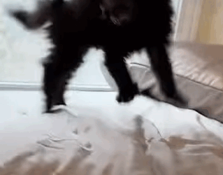 T1505002 The way she zooms down the stairs now 😂 @Emookitkats told us how she part2