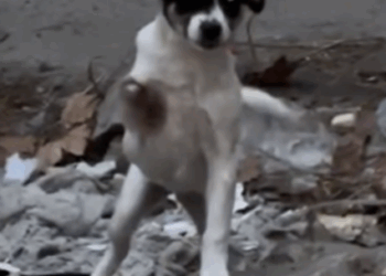 T1905009 Still Standing Dog Life on Three Legs part2