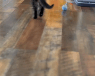 T2105015 Rescue cat part2