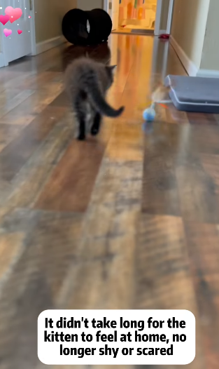 T2105015 Rescue cat part2