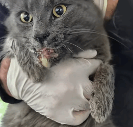 T0406020 Rescue of an abandoned cat with mouth problems❤️ #heroes part2