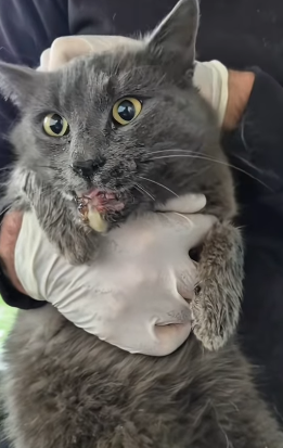 T0406020 Rescue of an abandoned cat with mouth problems❤️ #heroes part2