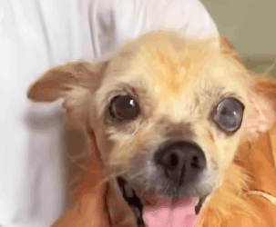 T0406070 Rescue baby dog fyp rescue animal rescueanimal rescuedog dog part2