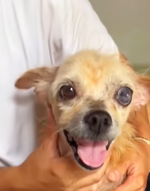 T0406070 Rescue baby dog fyp rescue animal rescueanimal rescuedog dog part2