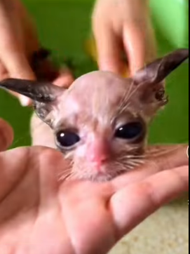 T1705020 Rescue of a little kitten abandoned part2