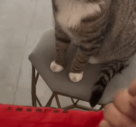 T1605010 Puppy abandoned at birth with its placenta still attached, I want to try to raise it#rescue #animalsoftiktok #fyp #babydog #dog part2