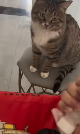 T1605010 Puppy abandoned at birth with its placenta still attached, I want to try to raise it#rescue #animalsoftiktok #fyp #babydog #dog part2