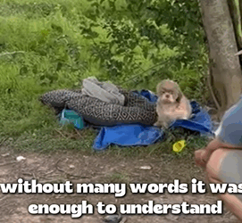 D1705022 No one believed where found this poor dog part2