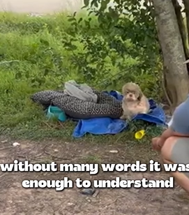 D1705022 No one believed where found this poor dog part2