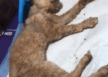 T1505026 Tears turned into tail wags part2