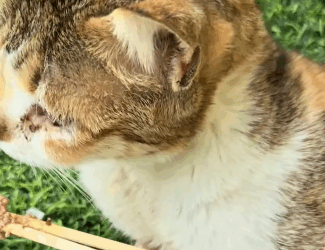 T2105019 Rescue cat part2