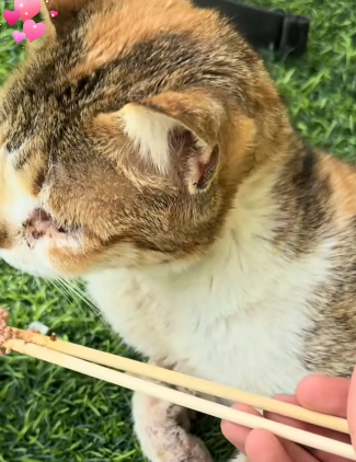 T2105019 Rescue cat part2