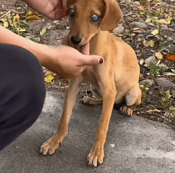 T2305011 Rescued an abandoned dog in the middle of the street part2